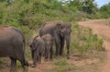 стадо слонов на Шри-Ланке