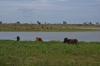 буйволы  в парке Удавалаве