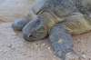 океаническая черепаха на Шри-Ланке