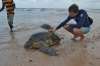 черепаха на берегу Шри-Ланки