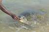 Черепаха на Шри-Ланке
