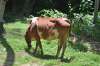 корова на Шри Ланке