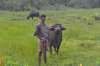 буйвол на Шри-Ланке
