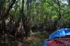 мангровые заросли реки Бентота