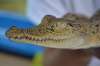 крокодил на Шри-Ланке
