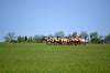 кони пржевальского в заповеднике Гайчур
