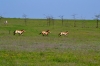 лошади Пржевальского в заповеднике Гайчур