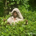 Натуральный чай и чайная фабрика Шри-Ланки 