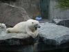 белый медведь в зоопарке штутгарта