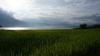 рисовое поле на озере Тоба