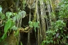 пещера в Букит Лаванге