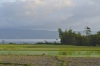 рисовые поля Самосир