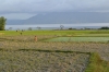 рисовые поля Самосир