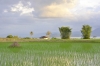 поля с рисом на Самосире