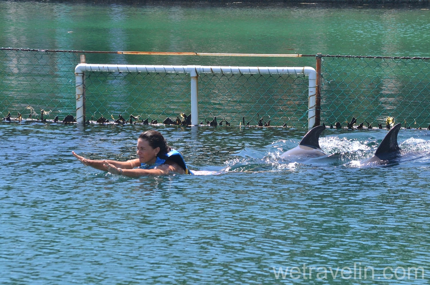 дельфины в Пуэрто Авентурас