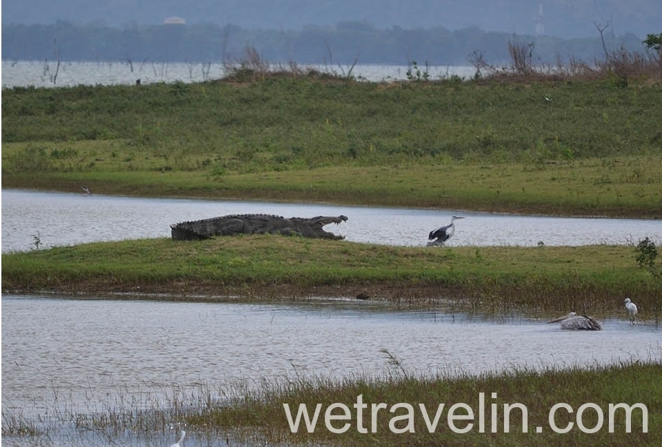 крокодил в Удавалаве