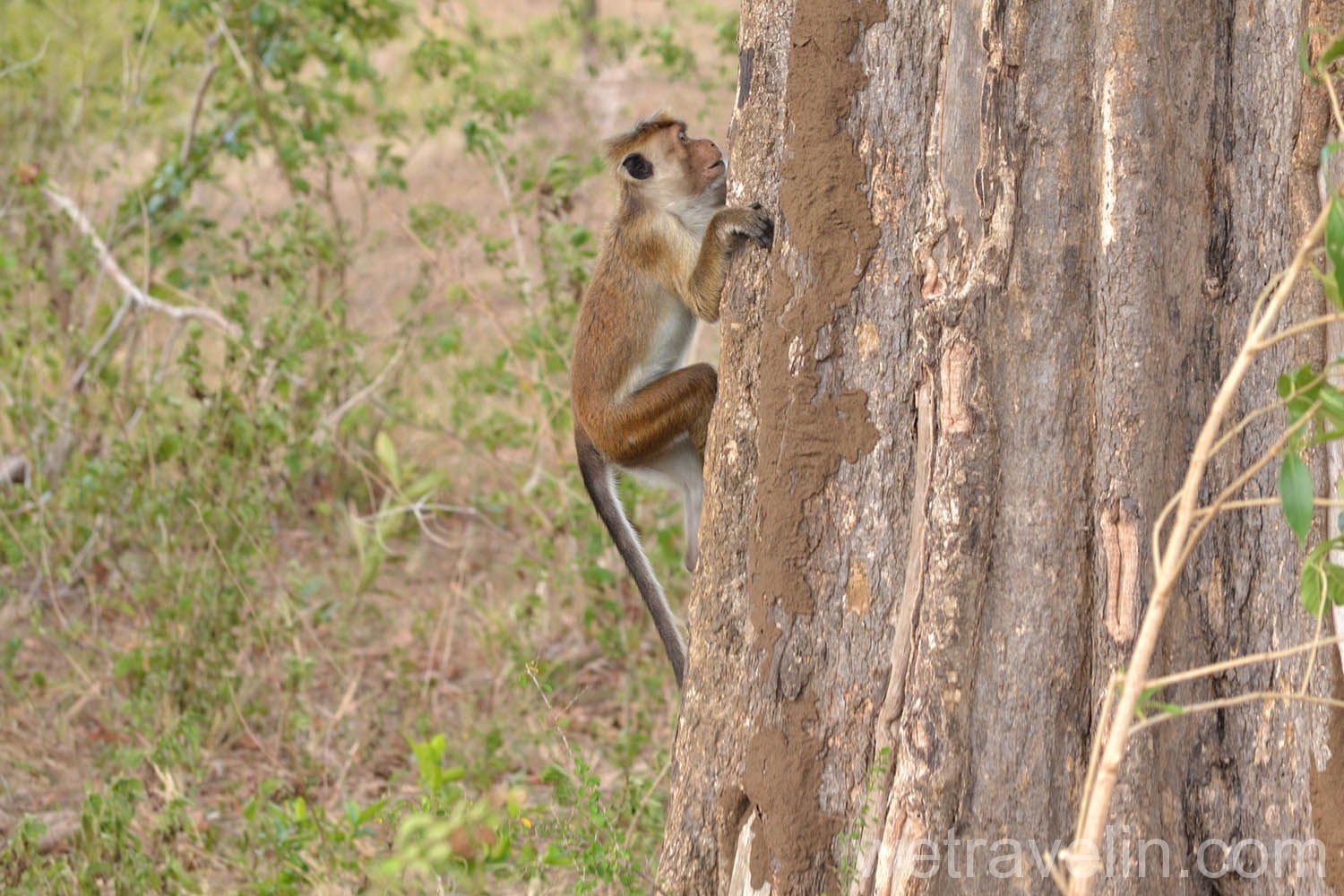 обезьяна в парке Удавалавве