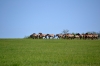 кони пржевальского в заповеднике Гайчур