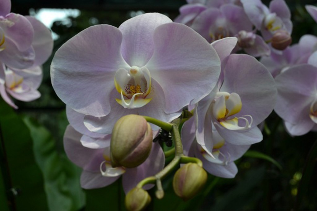 Сад орхидей, «Маленькая индия» и «Арабский» кварталы в Сингапуре