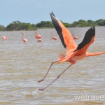 Рио Лагартос и как увидеть фламинго бесплатно 
